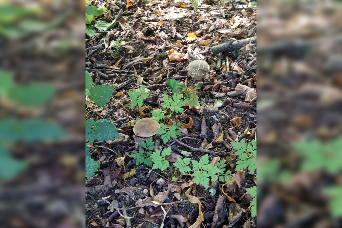 FOTO: Hubári v Trenčianskom kraji sa tešia z úlovkov, foto 28