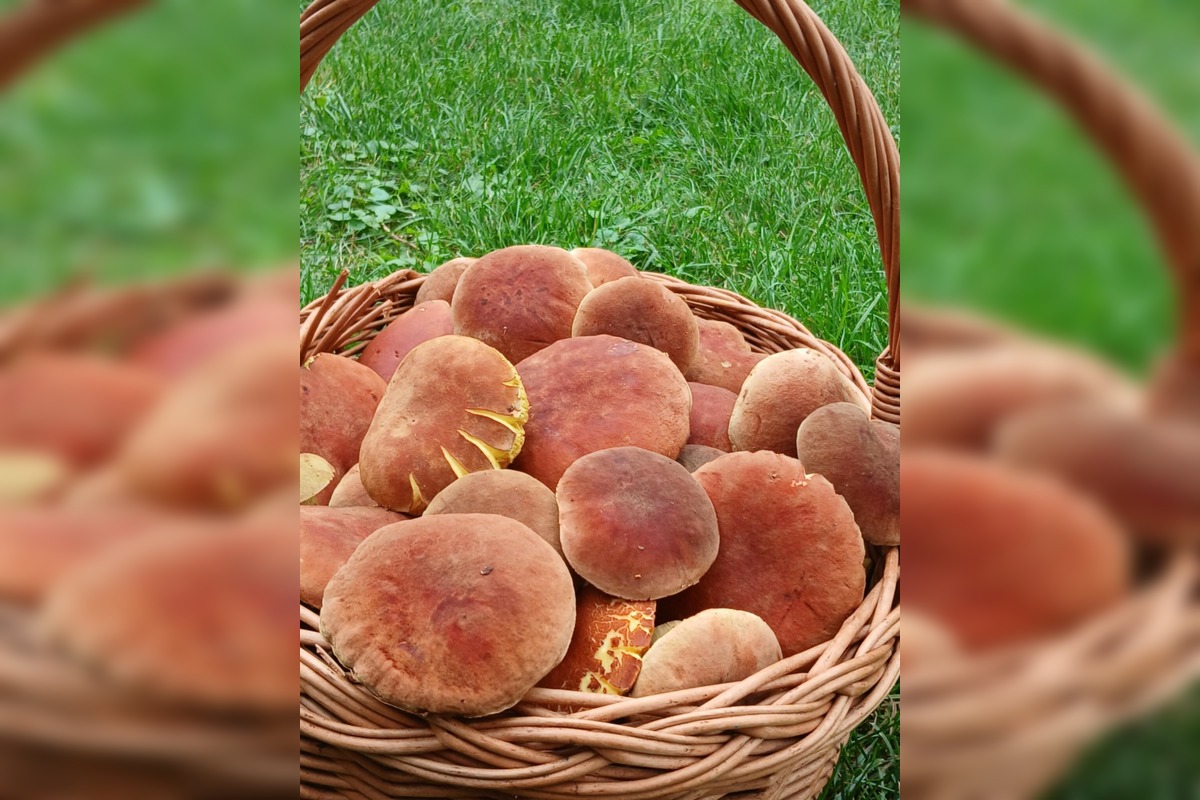 FOTO: Lesy v Bielych Karpatoch ožili hubami, hubári sa pochválili so svojimi úlovkami, foto 1