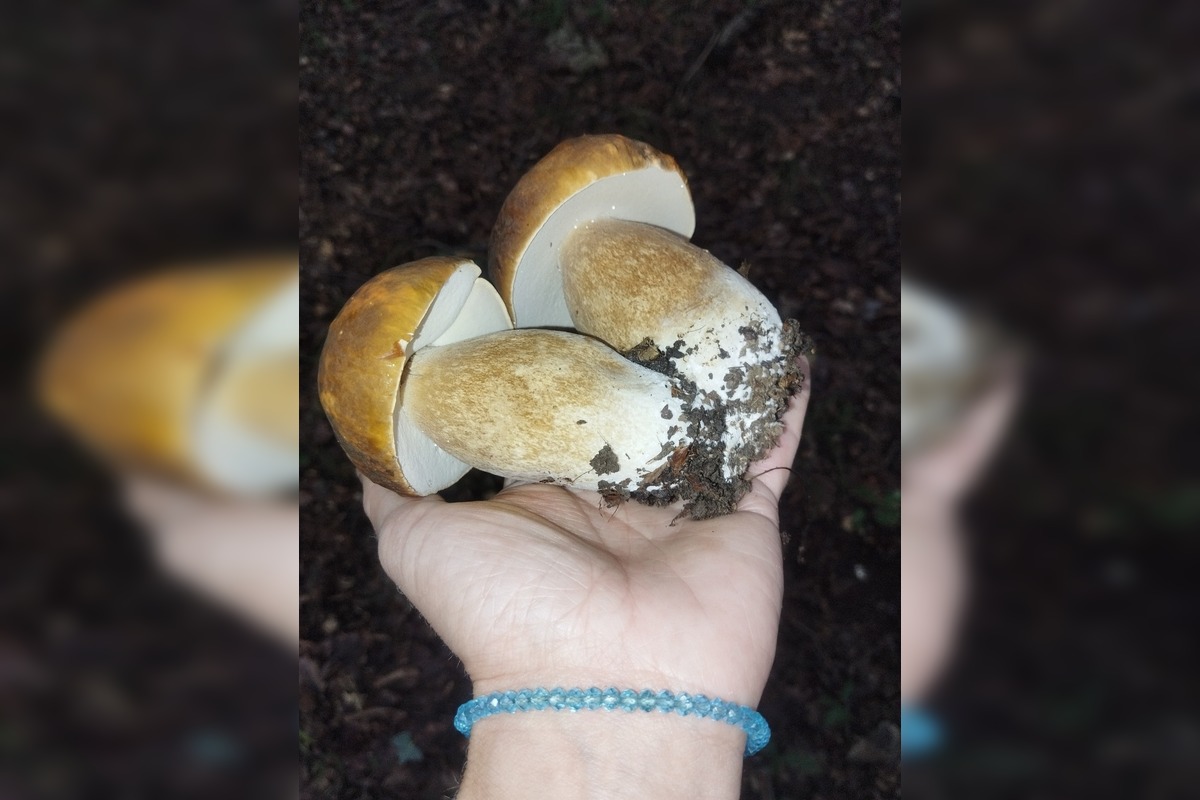 FOTO: Lesy v Bielych Karpatoch ožili hubami, hubári sa pochválili so svojimi úlovkami, foto 2