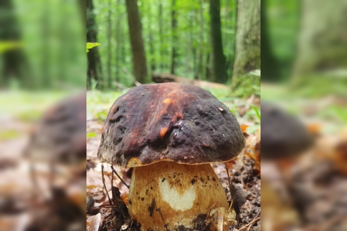 FOTO: Lesy v Bielych Karpatoch ožili hubami, hubári sa pochválili so svojimi úlovkami, foto 3