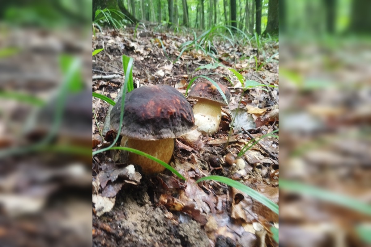 FOTO: Lesy v Bielych Karpatoch ožili hubami, hubári sa pochválili so svojimi úlovkami, foto 4