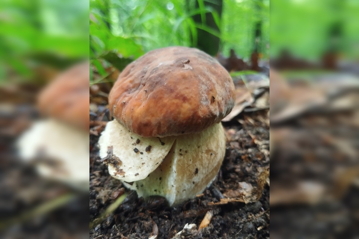 FOTO: Lesy v Bielych Karpatoch ožili hubami, hubári sa pochválili so svojimi úlovkami, foto 5