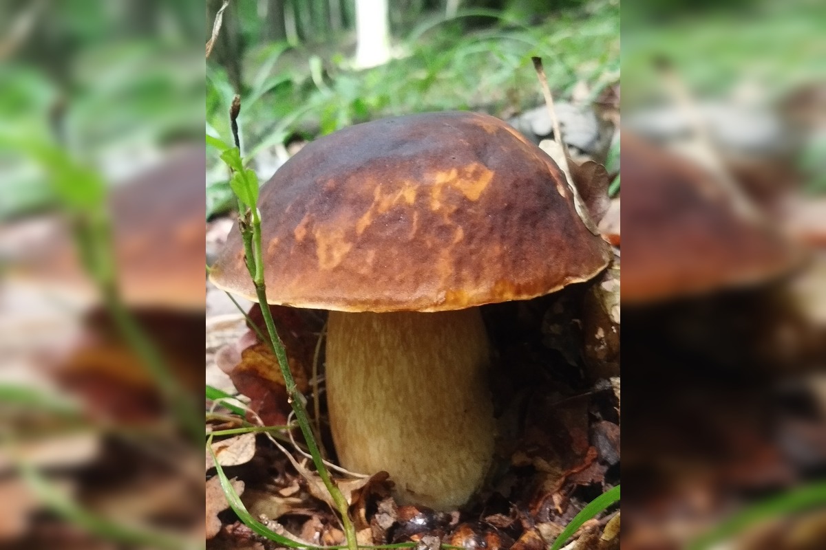 FOTO: Lesy v Bielych Karpatoch ožili hubami, hubári sa pochválili so svojimi úlovkami, foto 6