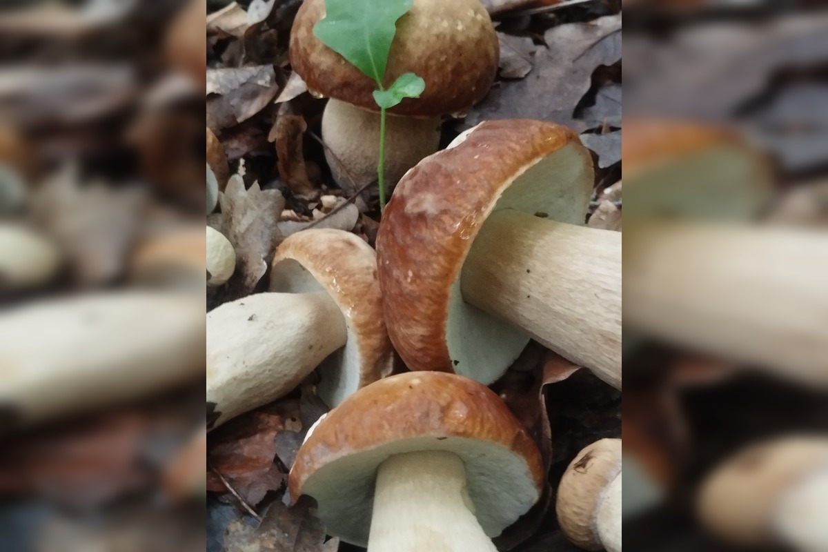 FOTO: Lesy v Bielych Karpatoch ožili hubami, hubári sa pochválili so svojimi úlovkami, foto 7