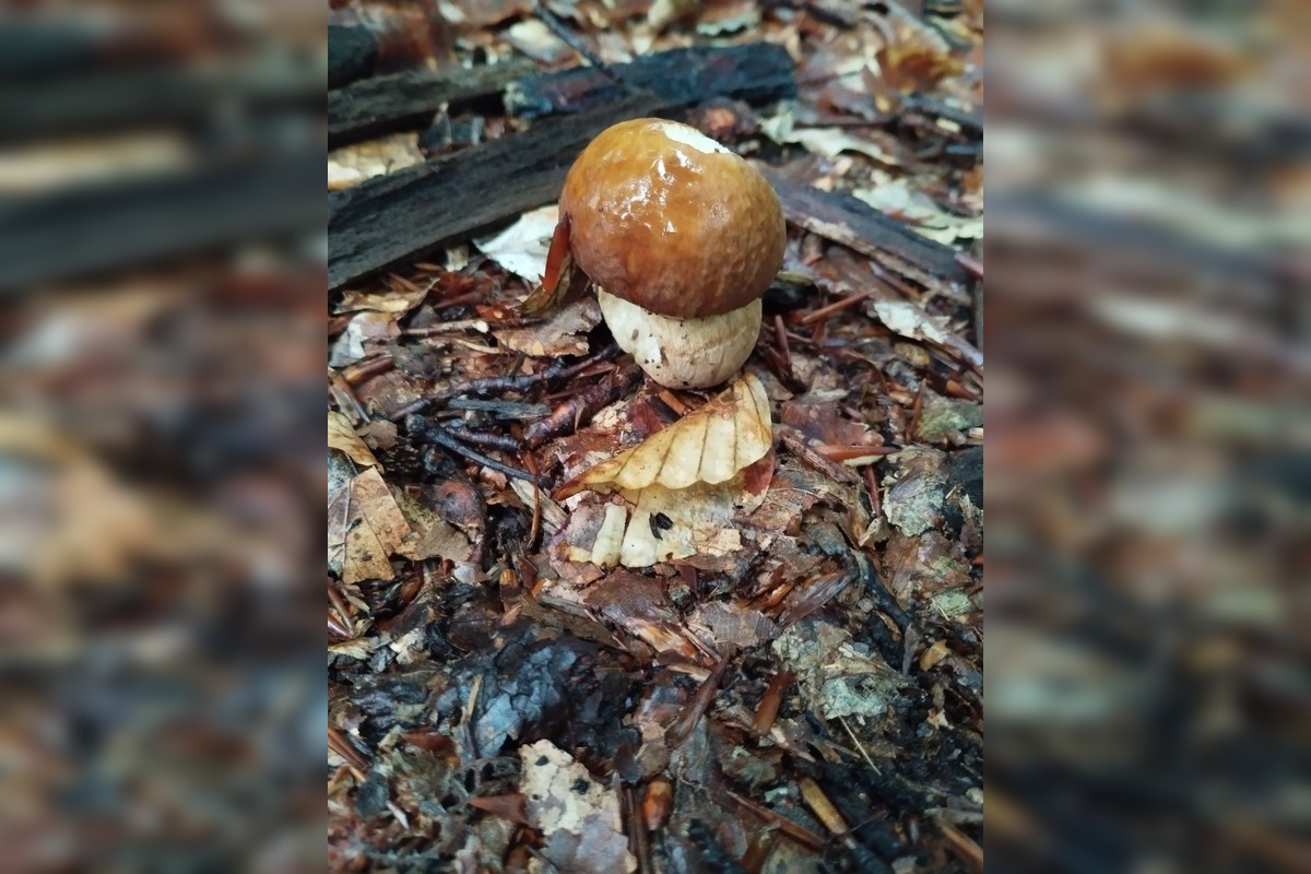 FOTO: Lesy v Bielych Karpatoch ožili hubami, hubári sa pochválili so svojimi úlovkami, foto 9