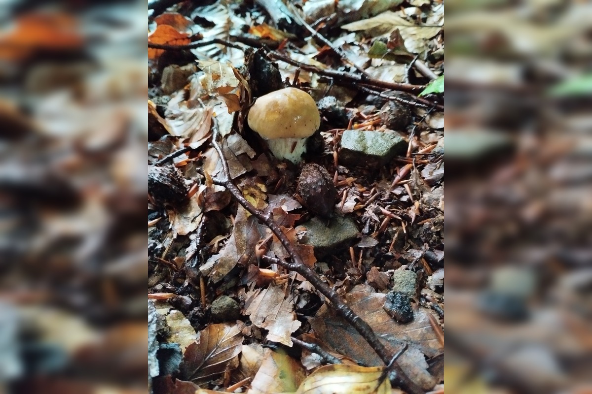 FOTO: Lesy v Bielych Karpatoch ožili hubami, hubári sa pochválili so svojimi úlovkami, foto 10