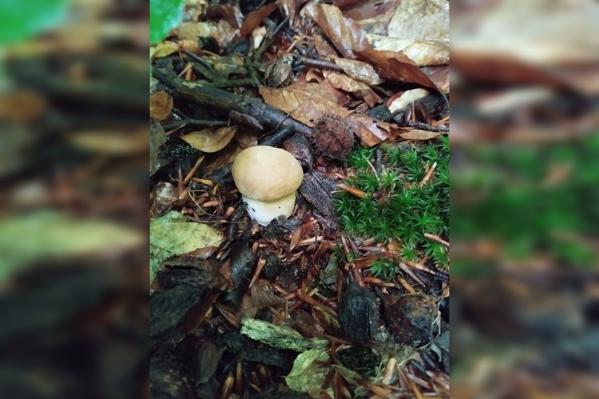 FOTO: Lesy v Bielych Karpatoch ožili hubami, hubári sa pochválili so svojimi úlovkami, foto 11