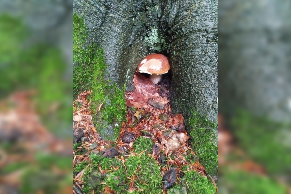 FOTO: Lesy v Bielych Karpatoch ožili hubami, hubári sa pochválili so svojimi úlovkami, foto 12