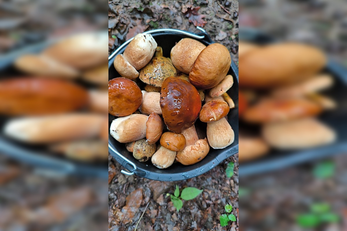 FOTO: Lesy v Bielych Karpatoch ožili hubami, hubári sa pochválili so svojimi úlovkami, foto 13