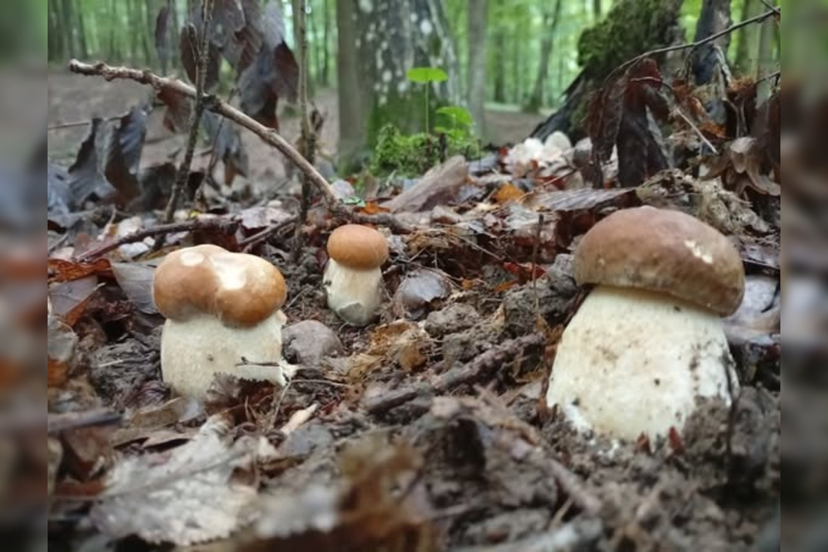FOTO: Lesy v Bielych Karpatoch ožili hubami, hubári sa pochválili so svojimi úlovkami, foto 14