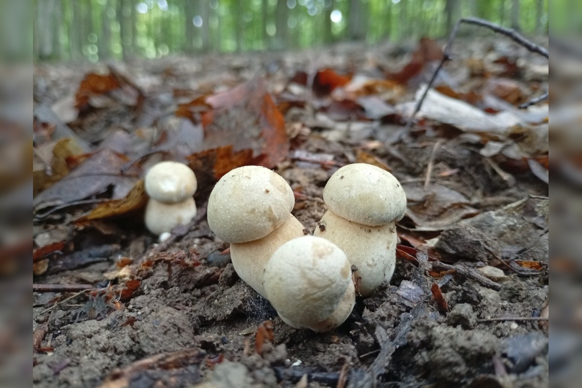 FOTO: Lesy v Bielych Karpatoch ožili hubami, hubári sa pochválili so svojimi úlovkami, foto 15
