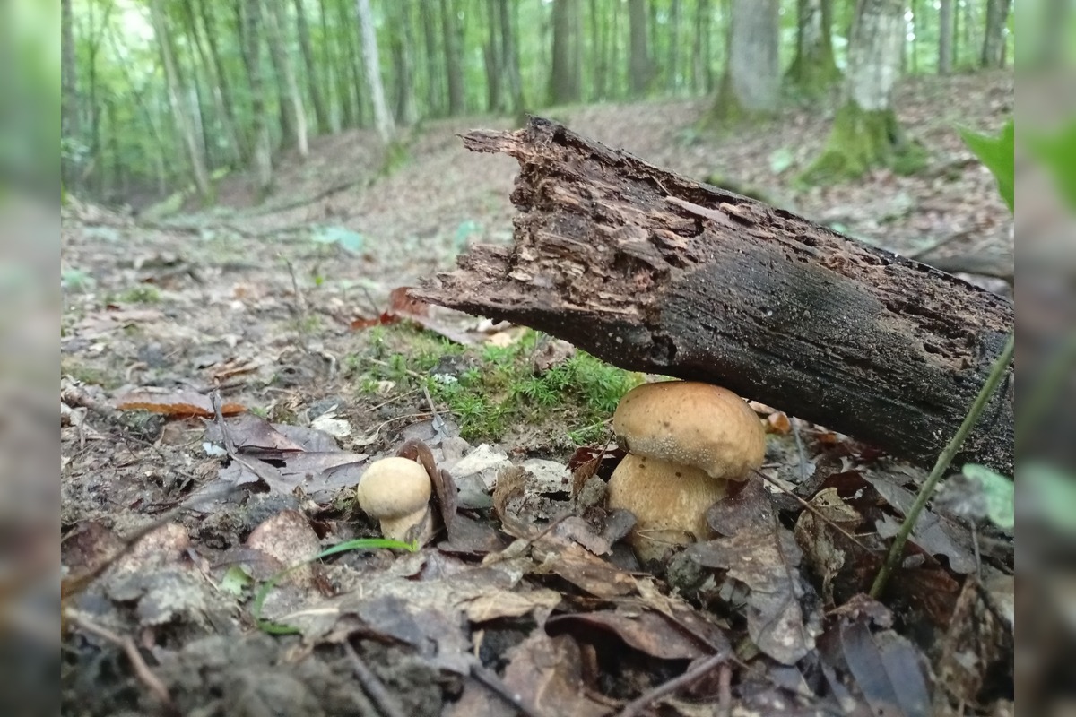 FOTO: Lesy v Bielych Karpatoch ožili hubami, hubári sa pochválili so svojimi úlovkami, foto 16