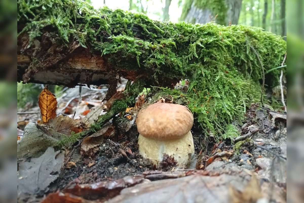 FOTO: Lesy v Bielych Karpatoch ožili hubami, hubári sa pochválili so svojimi úlovkami, foto 17