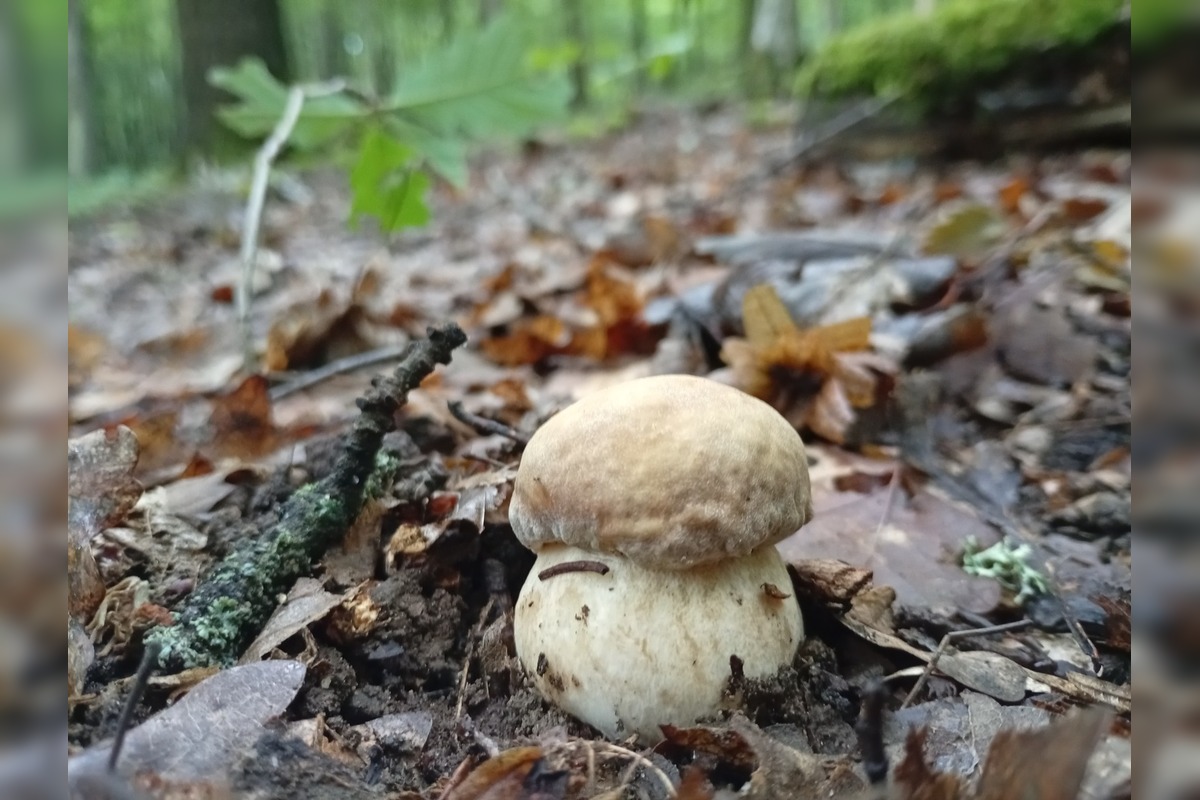 FOTO: Lesy v Bielych Karpatoch ožili hubami, hubári sa pochválili so svojimi úlovkami, foto 18