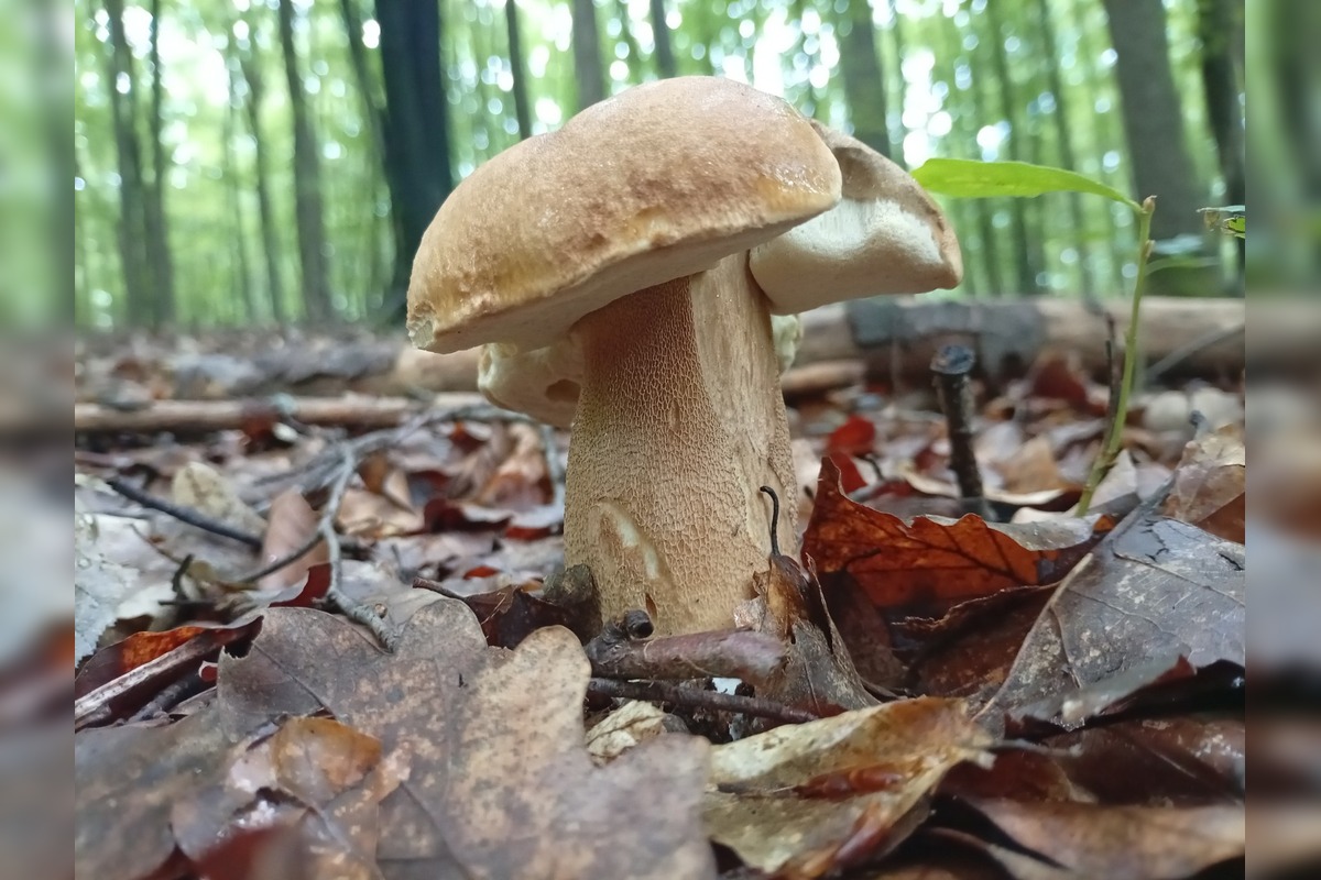 FOTO: Lesy v Bielych Karpatoch ožili hubami, hubári sa pochválili so svojimi úlovkami, foto 19