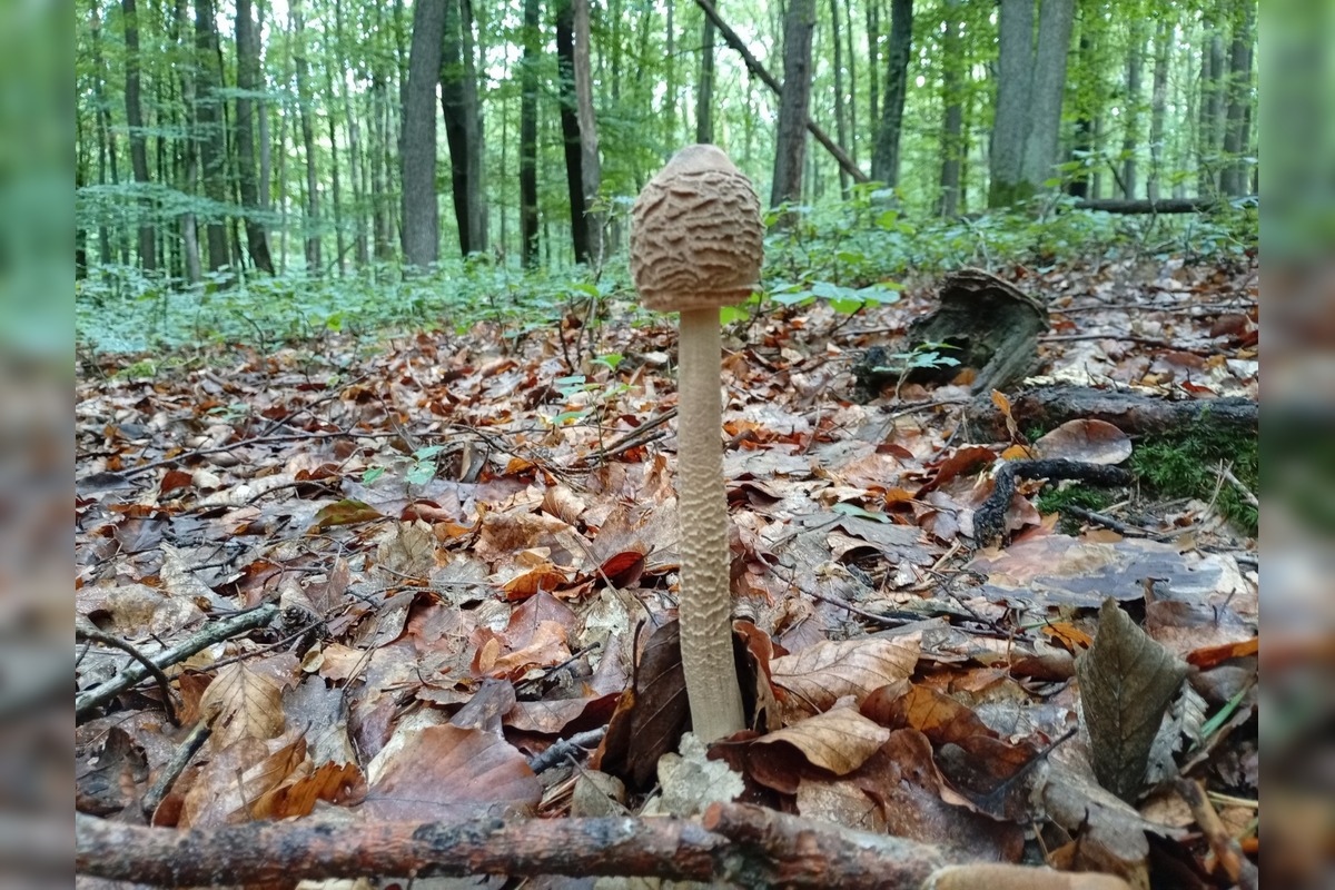 FOTO: Lesy v Bielych Karpatoch ožili hubami, hubári sa pochválili so svojimi úlovkami, foto 20