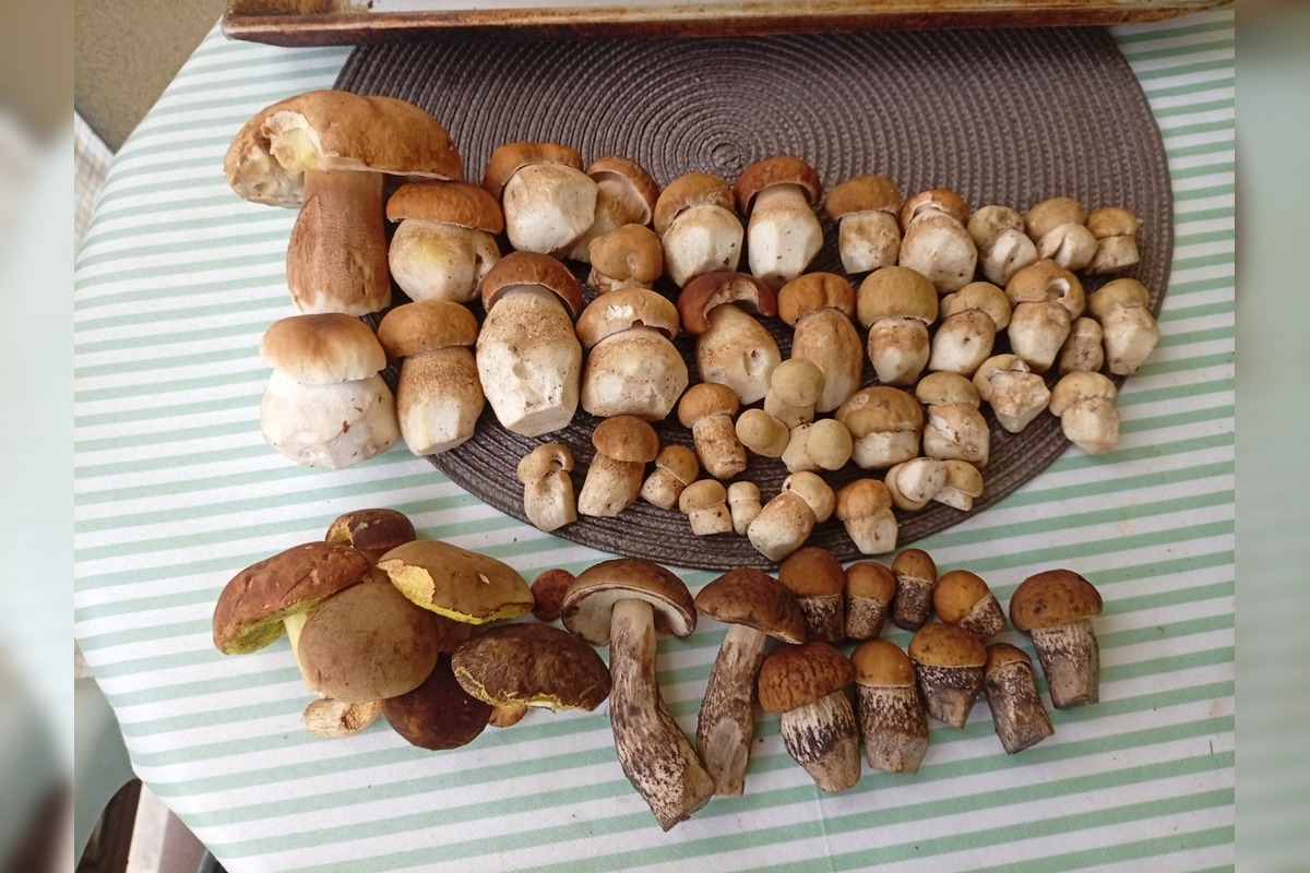 FOTO: Lesy v Bielych Karpatoch ožili hubami, hubári sa pochválili so svojimi úlovkami, foto 21