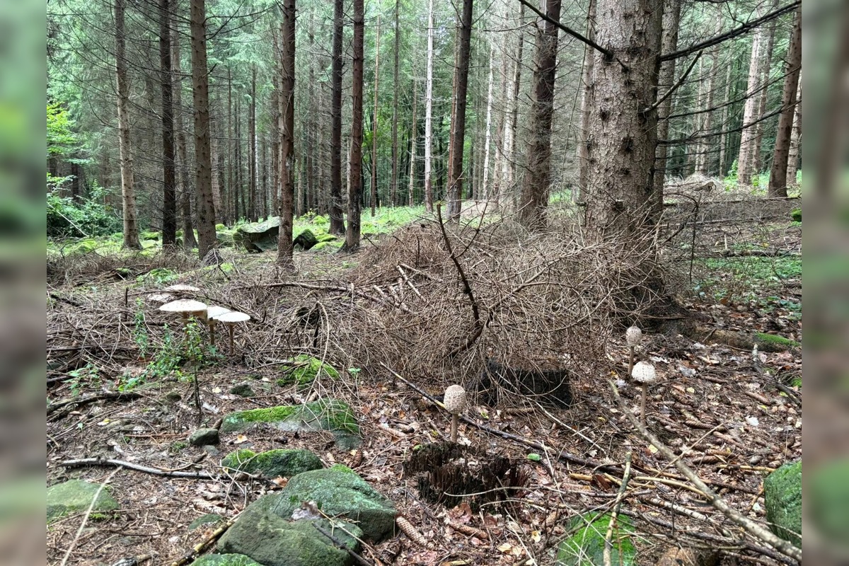 FOTO: Lesy v Bielych Karpatoch ožili hubami, hubári sa pochválili so svojimi úlovkami, foto 22