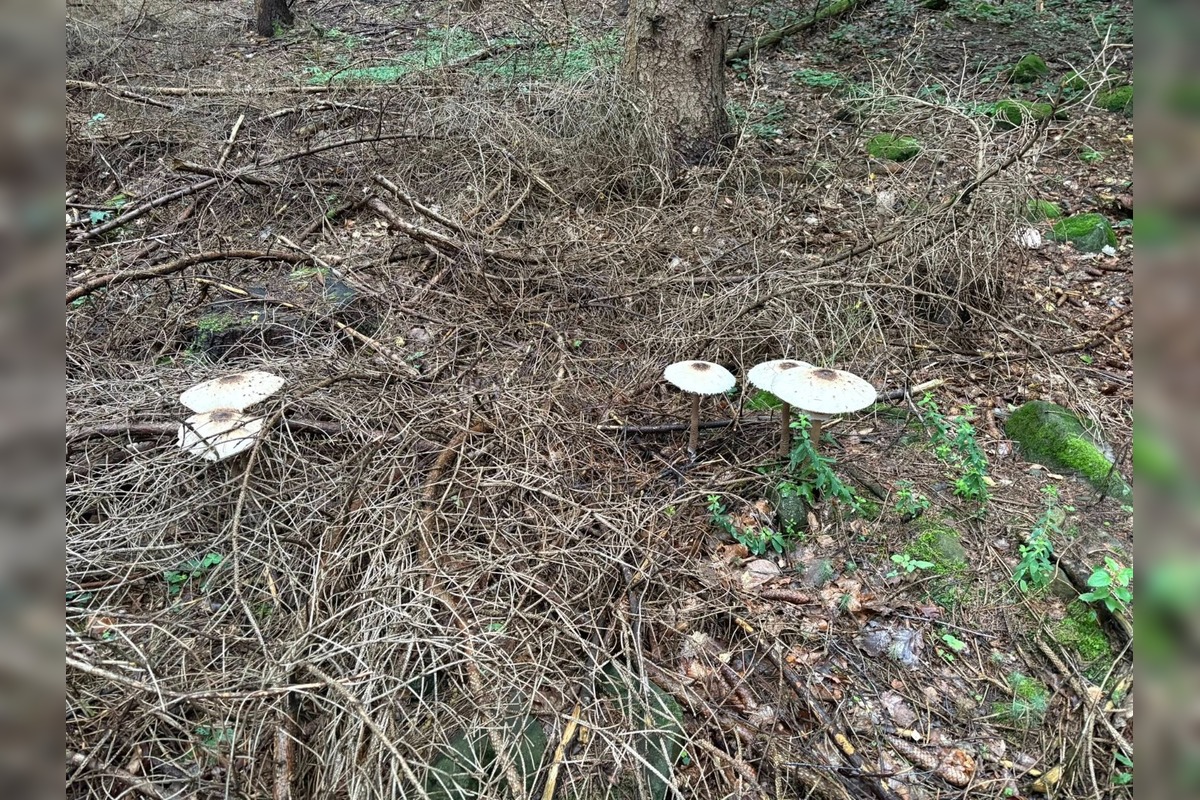 FOTO: Lesy v Bielych Karpatoch ožili hubami, hubári sa pochválili so svojimi úlovkami, foto 23