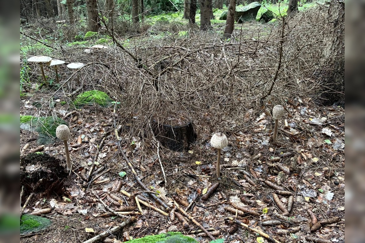 FOTO: Lesy v Bielych Karpatoch ožili hubami, hubári sa pochválili so svojimi úlovkami, foto 24