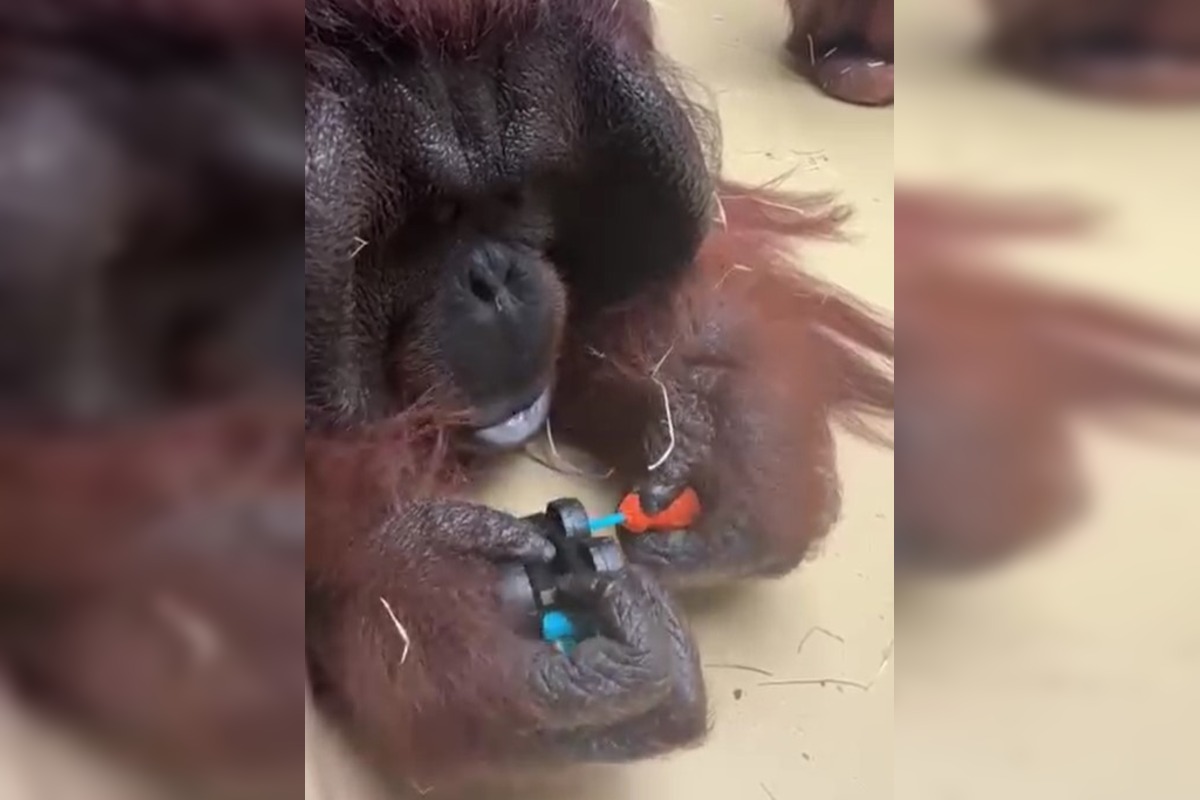 FOTO: ZOO Bojnice baví ľudí šikovnosťou orangutana Jaga, rád skrutkuje autíčko , foto 1