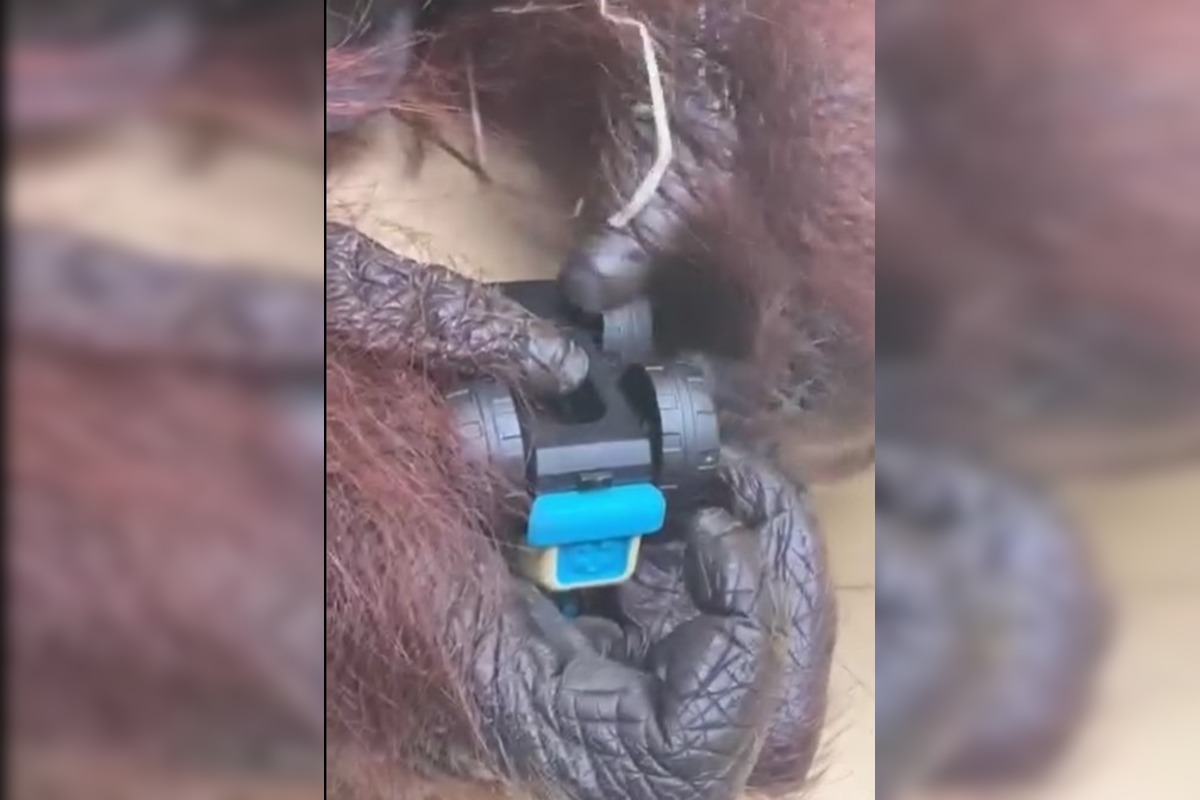 FOTO: ZOO Bojnice baví ľudí šikovnosťou orangutana Jaga, rád skrutkuje autíčko , foto 2