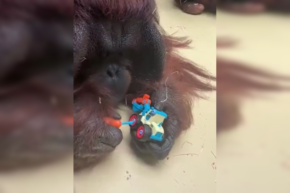 FOTO: ZOO Bojnice baví ľudí šikovnosťou orangutana Jaga, rád skrutkuje autíčko , foto 3
