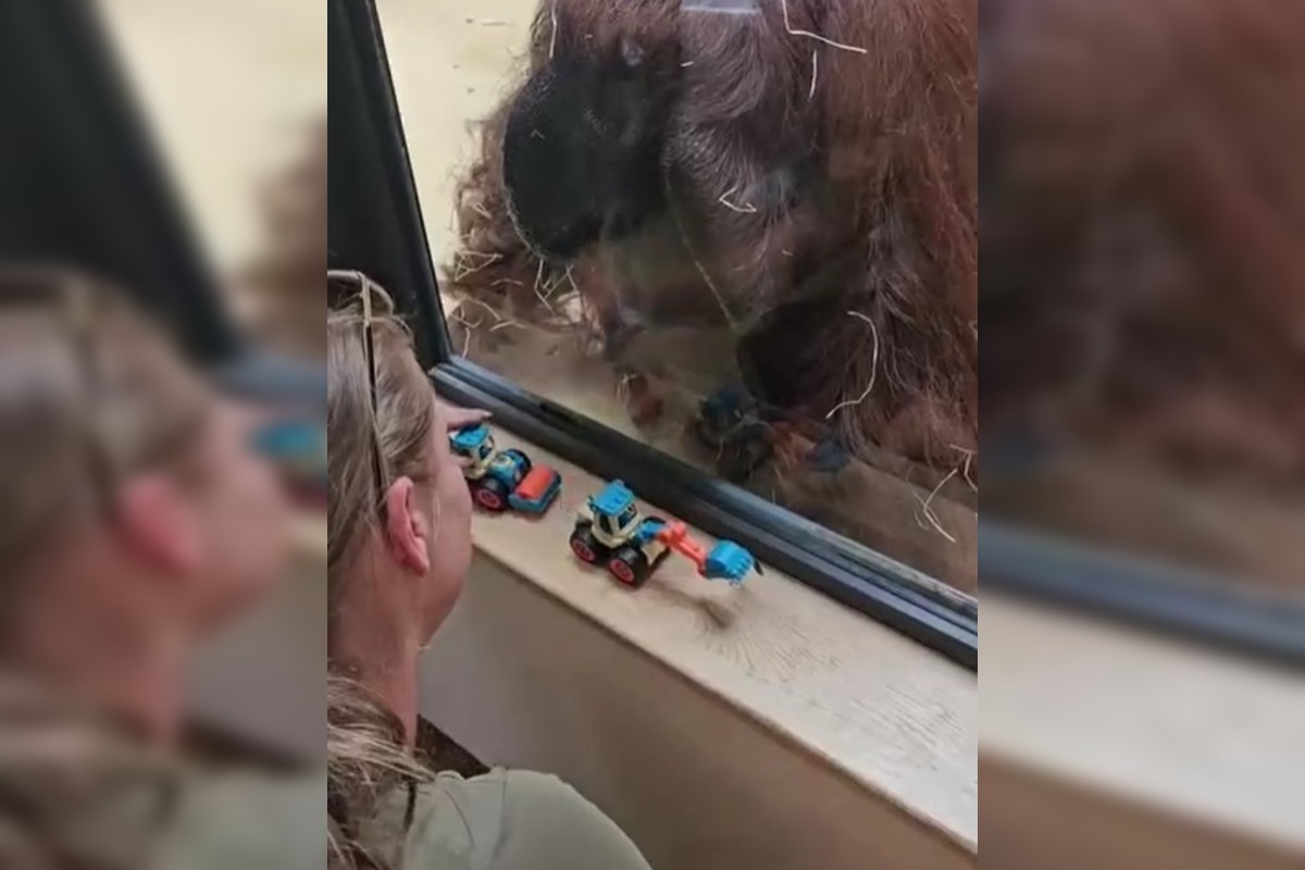 FOTO: ZOO Bojnice baví ľudí šikovnosťou orangutana Jaga, rád skrutkuje autíčko , foto 4