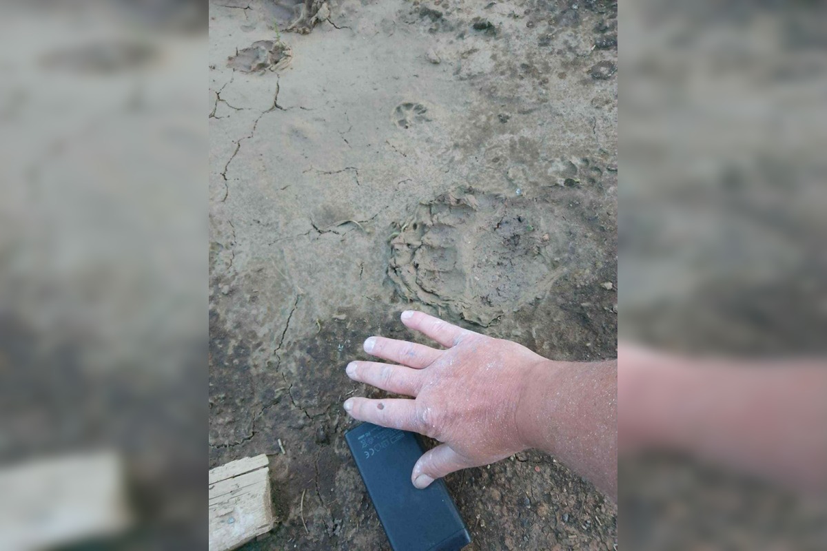 FOTO: Medveďa videli len kúsok od futbalového ihriska v obci pri Prievidzi, foto 2