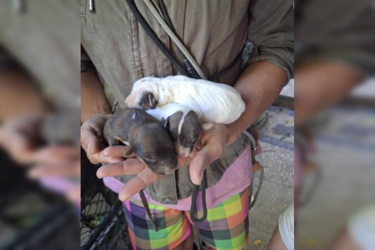 FOTO: Desiatky psov žili v špine a hlade. Enviropolicajti zasahovali pri Prievidzi, foto 1