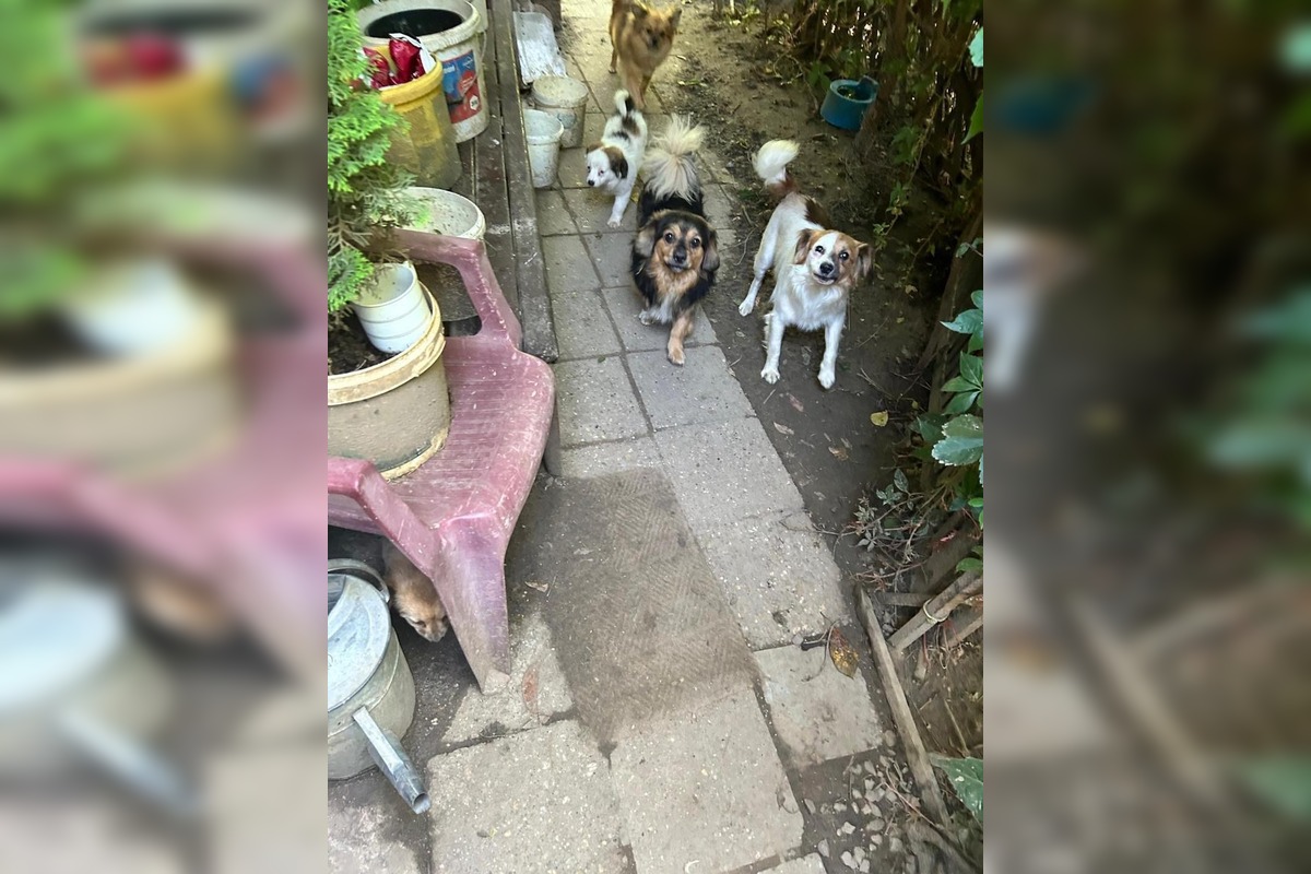 FOTO: Desiatky psov žili v špine a hlade. Enviropolicajti zasahovali pri Prievidzi, foto 2