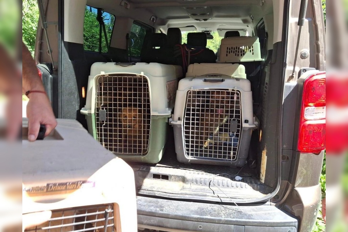 FOTO: Desiatky psov žili v špine a hlade. Enviropolicajti zasahovali pri Prievidzi, foto 3