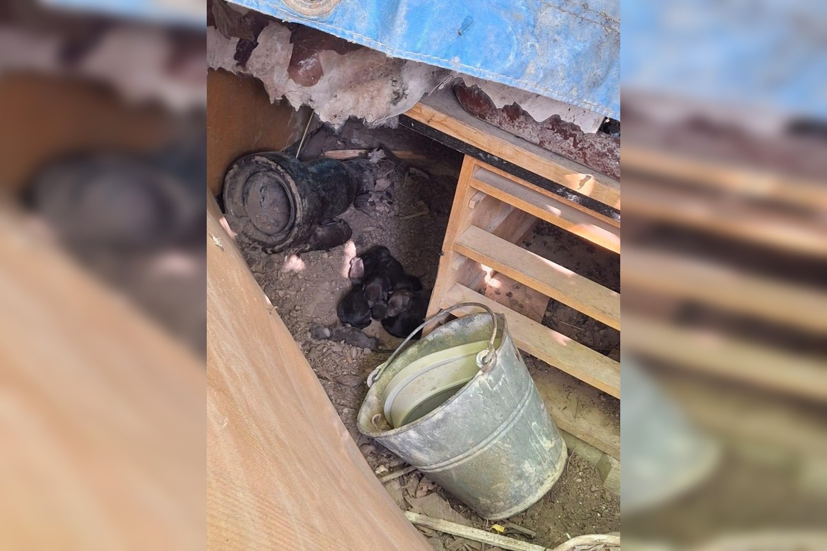 FOTO: Desiatky psov žili v špine a hlade. Enviropolicajti zasahovali pri Prievidzi, foto 4