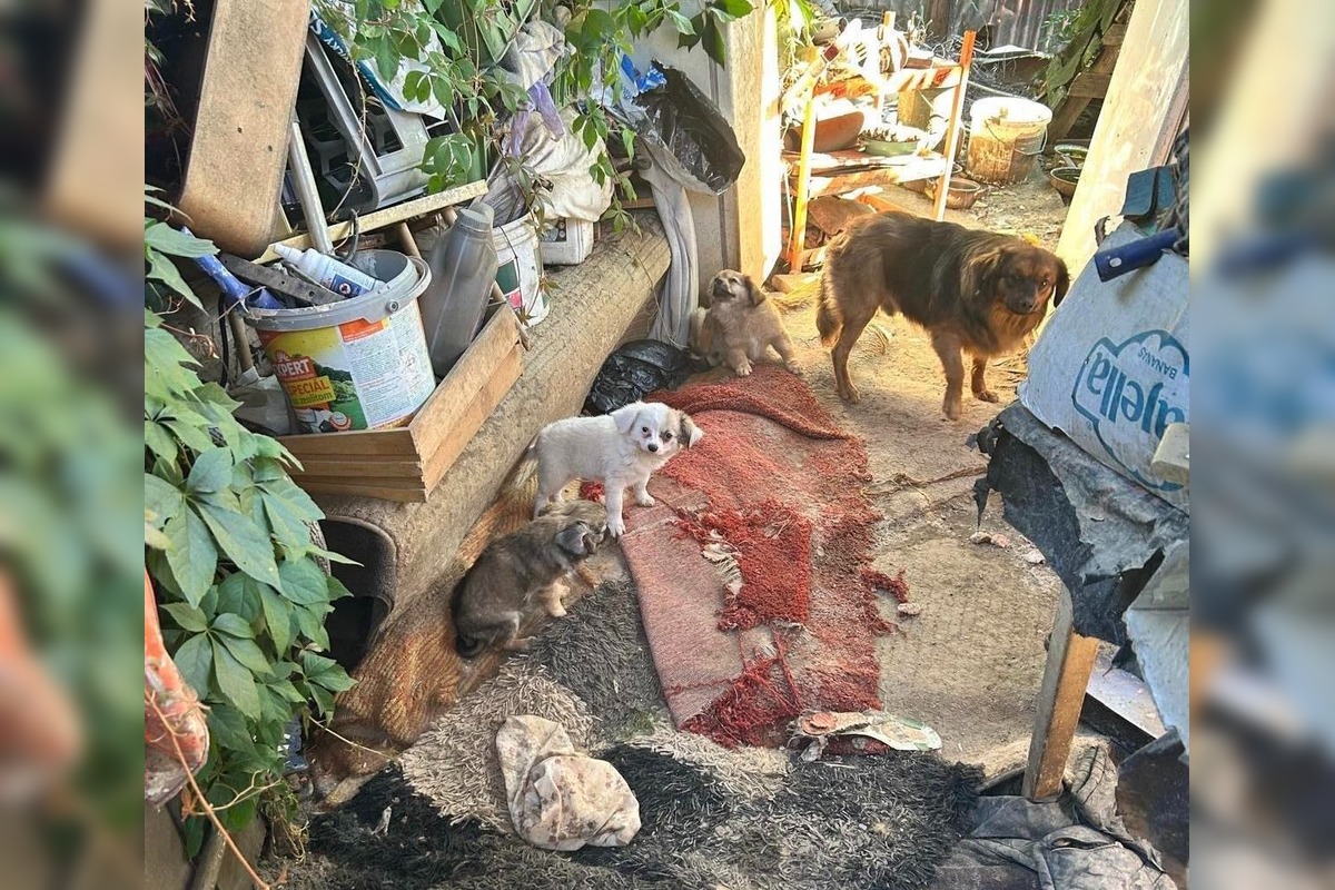 FOTO: Desiatky psov žili v špine a hlade. Enviropolicajti zasahovali pri Prievidzi, foto 5