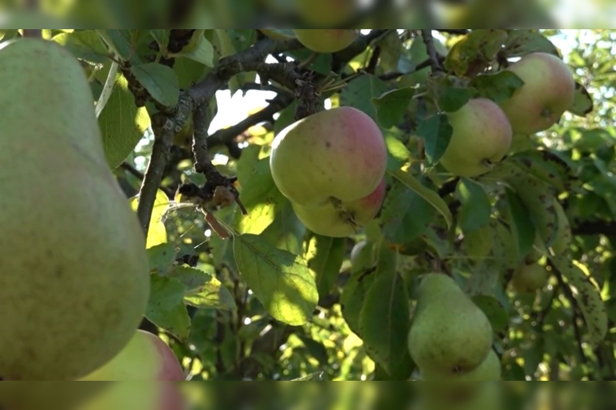 FOTO: Mužovi z Ilavského okresu sa podarilo naštiepiť hrušky s jablkami , foto 1