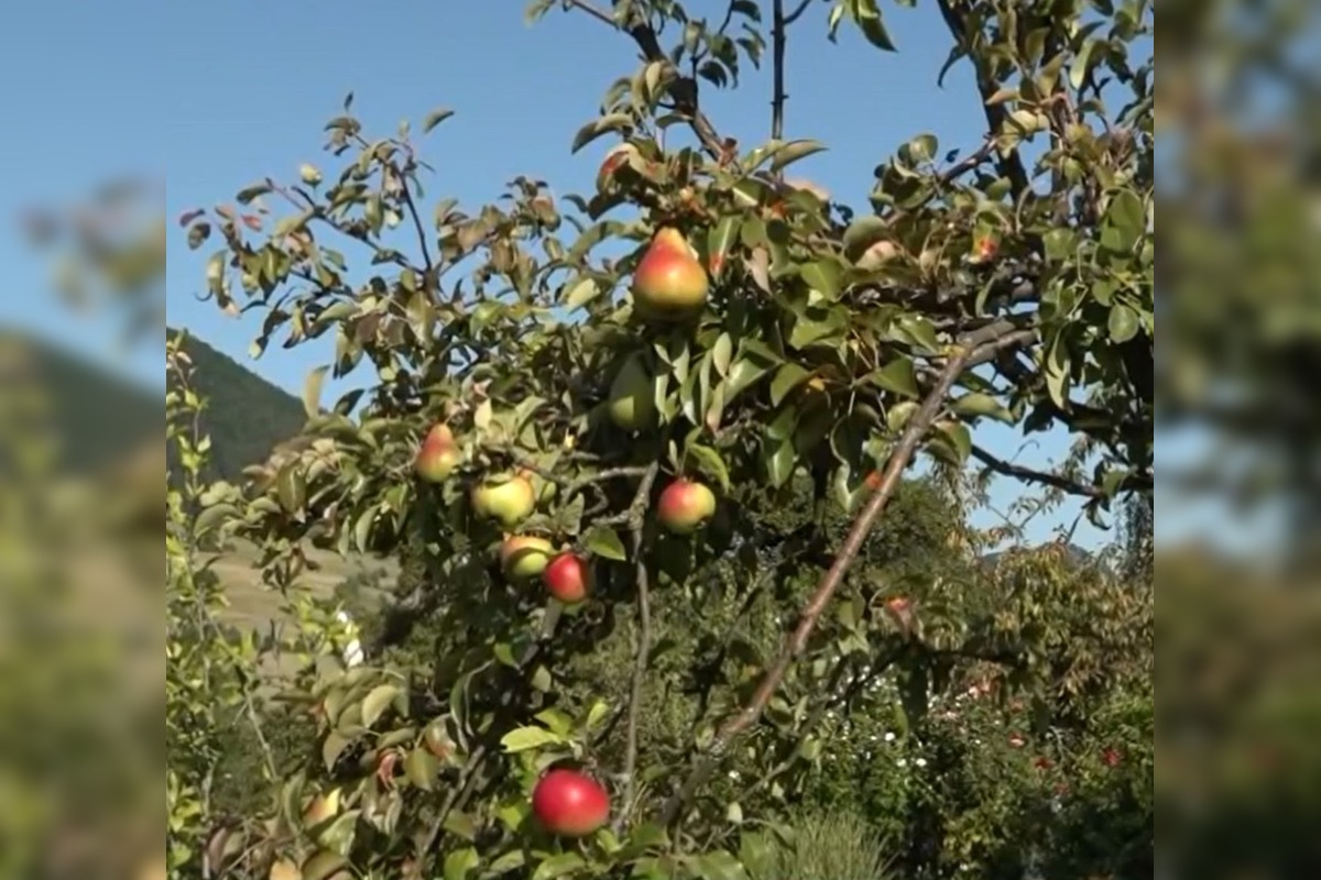 FOTO: Mužovi z Ilavského okresu sa podarilo naštiepiť hrušky s jablkami , foto 2