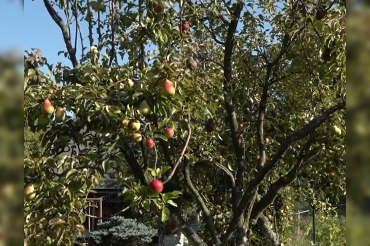 FOTO: Mužovi z Ilavského okresu sa podarilo naštiepiť hrušky s jablkami , foto 3