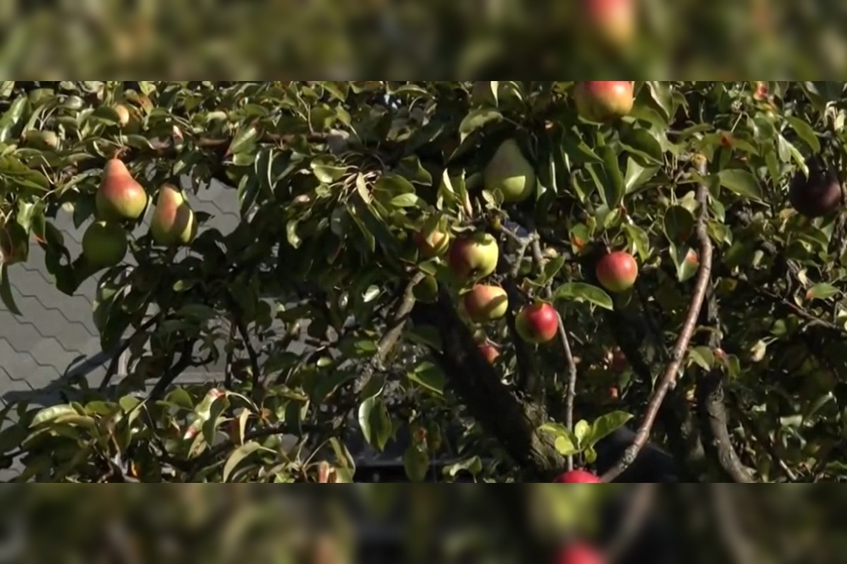 FOTO: Mužovi z Ilavského okresu sa podarilo naštiepiť hrušky s jablkami , foto 4