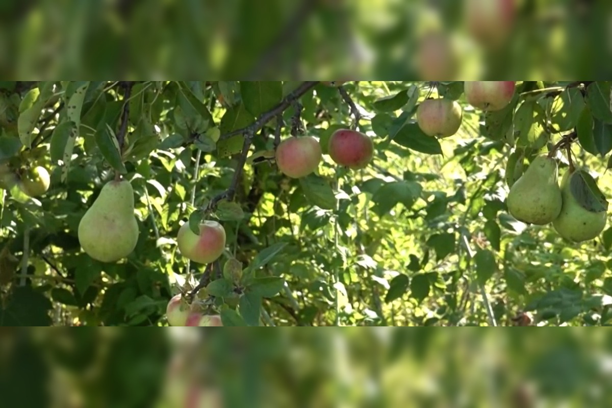 FOTO: Mužovi z Ilavského okresu sa podarilo naštiepiť hrušky s jablkami , foto 5