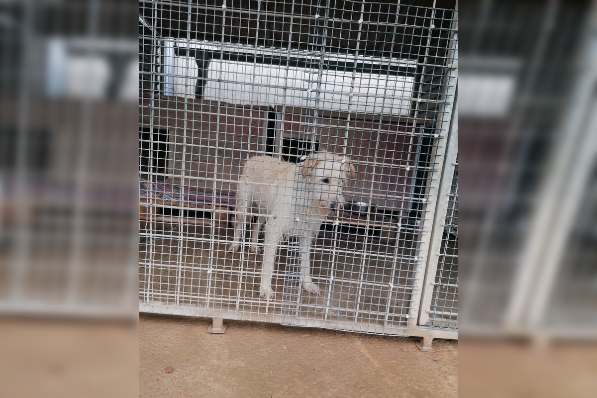 FOTO: Prípad psíka Olivera chytil za srdce Trenčanov , foto 2