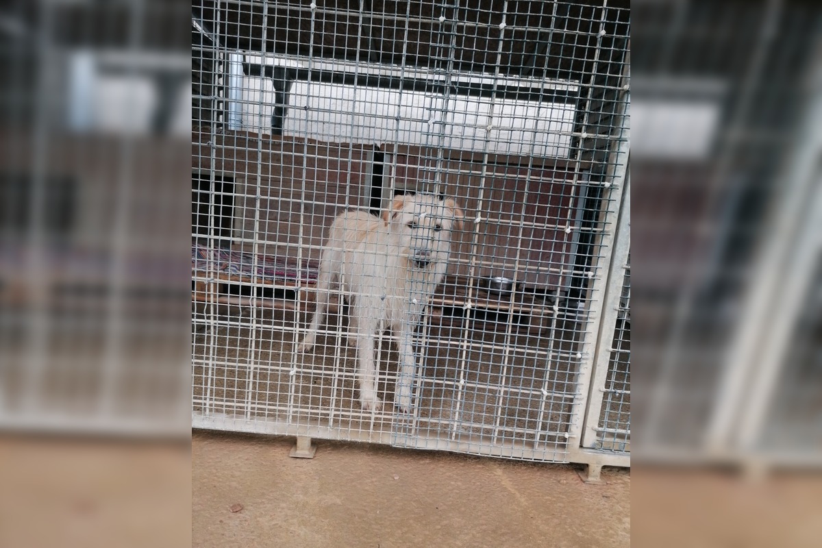 FOTO: Prípad psíka Olivera chytil za srdce Trenčanov , foto 3