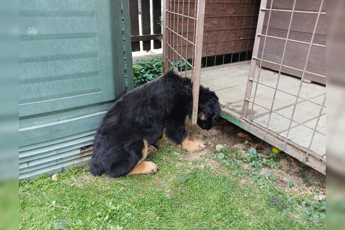 FOTO: Dramatické chvíle v Bánovciach, šteniatku museli pomôcť hasiči, foto 2