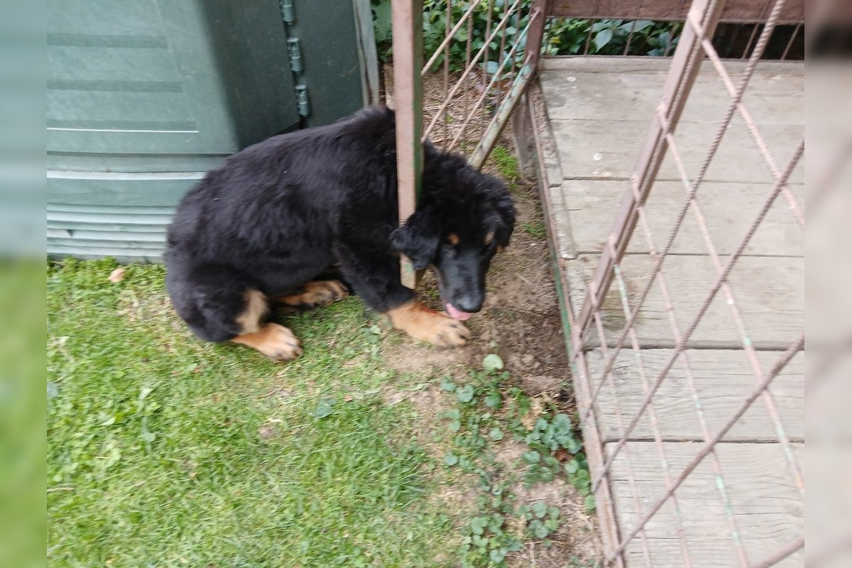 FOTO: Dramatické chvíle v Bánovciach, šteniatku museli pomôcť hasiči, foto 4