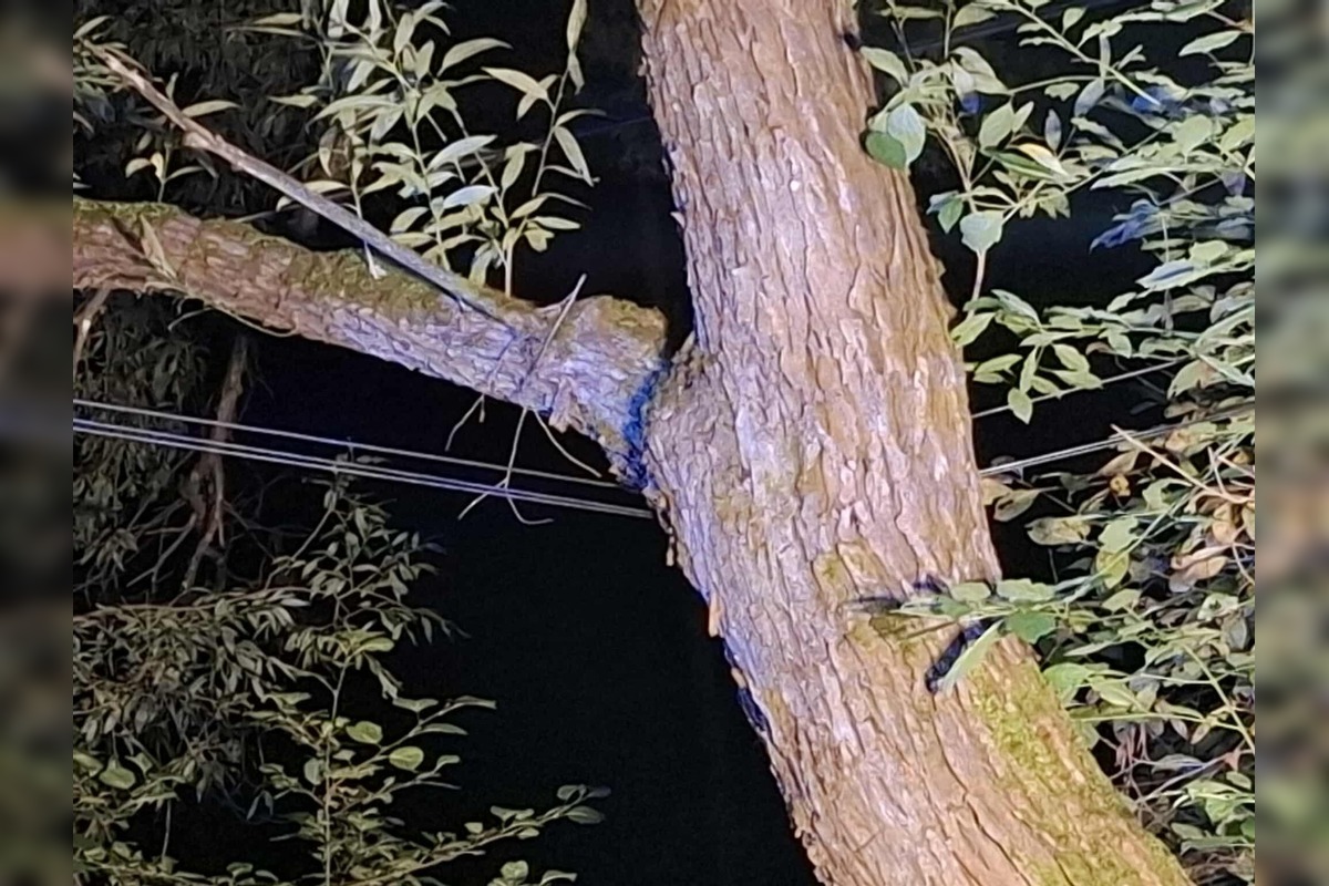 FOTO: Mimoriadna situácia v Chvojnici: Na strom spadlo elektrické vedenie, spôsobilo skrat a iskrenie, foto 1