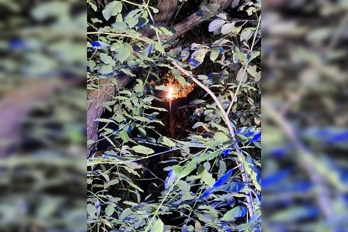 FOTO: Mimoriadna situácia v Chvojnici: Na strom spadlo elektrické vedenie, spôsobilo skrat a iskrenie, foto 2