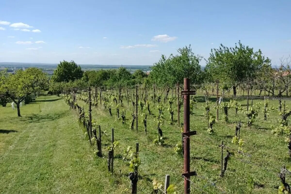 FOTO: Vinohrady ohrozuje zákerná choroba, ktorá dokáže rýchlo zničiť celý sad , foto 1