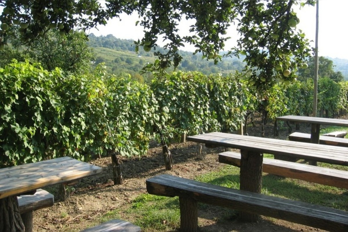 FOTO: Vinohrady ohrozuje zákerná choroba, ktorá dokáže rýchlo zničiť celý sad , foto 2