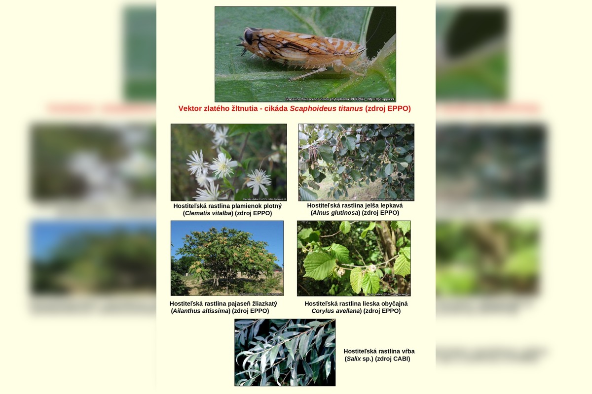 FOTO: Vinohrady ohrozuje zákerná choroba, ktorá dokáže rýchlo zničiť celý sad , foto 3