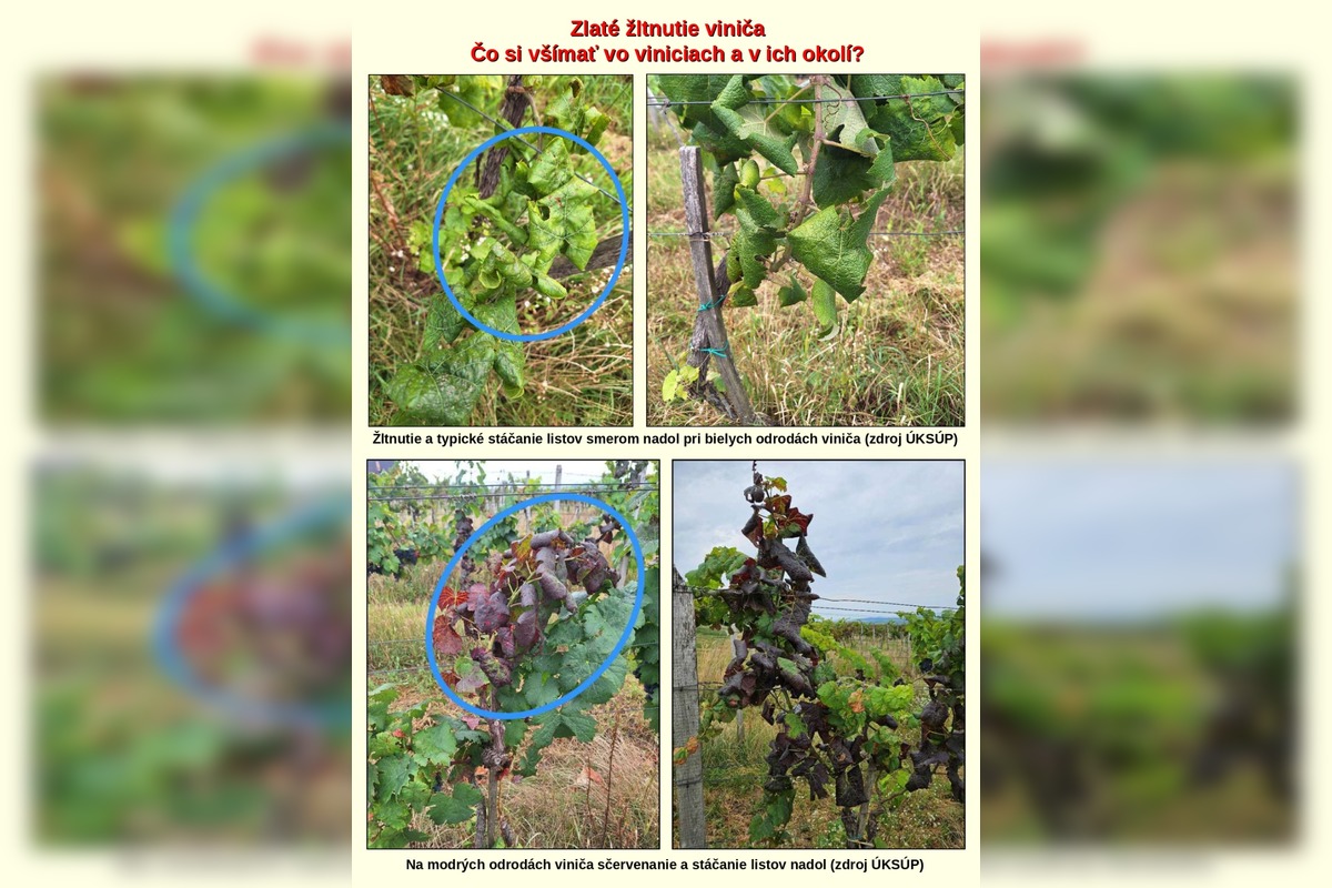 FOTO: Vinohrady ohrozuje zákerná choroba, ktorá dokáže rýchlo zničiť celý sad , foto 4