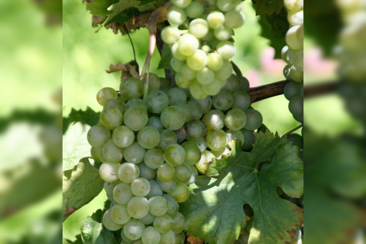 FOTO: Vinohrady ohrozuje zákerná choroba, ktorá dokáže rýchlo zničiť celý sad , foto 5